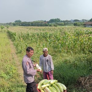 Polsek Wringinanom Lakukan Pengecekan Tanaman Labu untuk Dukung Ketahanan Pangan Nasional