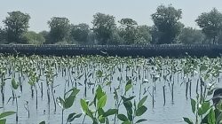 Prestasi PLN UIP JBTB dalam Peringatan Hari Bumi, PLN UIP JBTB Hijaukan Pesisir Gresik Lewat Penanaman 20.000 Bibit Mangrove