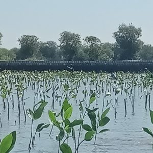 Prestasi PLN UIP JBTB dalam Peringatan Hari Bumi, PLN UIP JBTB Hijaukan Pesisir Gresik Lewat Penanaman 20.000 Bibit Mangrove