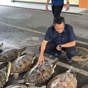 Polda Bali Gagalkan Perdagangan Ilegal 21 Penyu Hijau di Perairan Buleleng