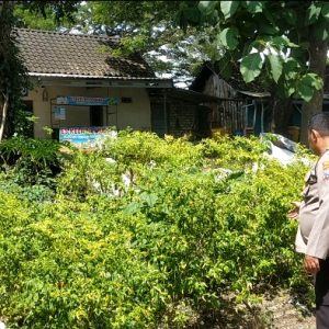 Polsek Dukun Lakukan Pengecekan Tanaman Cabai Dukung Program Swasembada Pangan di Gresik