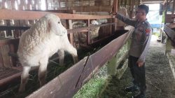 Pengecekan Peternakan Kambing di Desa Peganden, Polsek Manyar Dukung Program Ketahanan Pangan Nasional