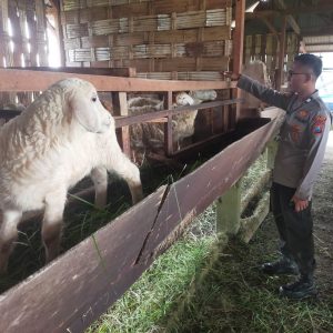 Pengecekan Peternakan Kambing di Desa Peganden, Polsek Manyar Dukung Program Ketahanan Pangan Nasional