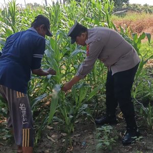Polsek Wringinanom Laksanakan Pengecekan Tanaman Jagung Dukung Program Swasembada Pangan