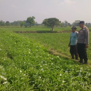Balongpanggang Cek Budidaya Kangkung di Desa Tanahlandean, Dukung Program Swasembada Pangan Nasional