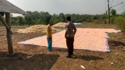 Polsek Panceng Laksanakan Pengecekan Hasil Panen Jagung di Desa Surowiti, Dukung Swasembada Pangan Nasional