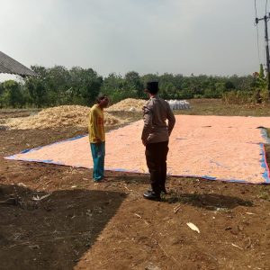 Polsek Panceng Laksanakan Pengecekan Hasil Panen Jagung di Desa Surowiti, Dukung Swasembada Pangan Nasional