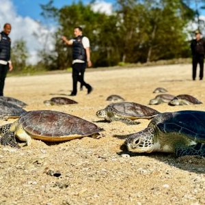 Kembali Ke Laut, 21 Penyu Hijau Dilepasliarkan di KEK Kura Kura Bali