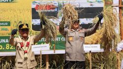 Wujud Sinergi Perkuat Swasembada Pangan, Kapolda Kalteng Panen Raya Padi Bersama Gubernur Di Kapuas