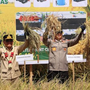 Wujud Sinergi Perkuat Swasembada Pangan, Kapolda Kalteng Panen Raya Padi Bersama Gubernur Di Kapuas