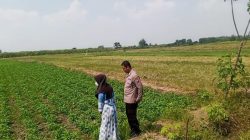 Bhabinkamtibmas Polsek Balongpanggang Laksanakan Pengecekan Tanaman Kangkung Dukung Program Swasembada Pangan