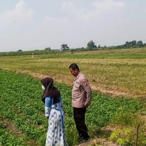 Bhabinkamtibmas Polsek Balongpanggang Laksanakan Pengecekan Tanaman Kangkung Dukung Program Swasembada Pangan