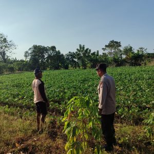 Polsek Bungah Laksanakan Pengecekan Tanaman Kacang Hijau sebagai Tindak Lanjut Arahan Presiden RI Dukung Swasembada Pangan