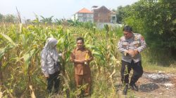 POLRES GRESIK DUKUNG PROGRAM KETAHANAN PANGAN MELALUI PENGECEKAN TANAMAN JAGUNG DI CERME