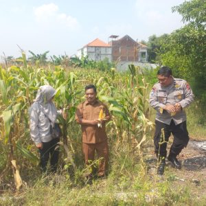 POLRES GRESIK DUKUNG PROGRAM KETAHANAN PANGAN MELALUI PENGECEKAN TANAMAN JAGUNG DI CERME