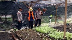 PENGECEKAN TANAMAN SAWI DI DESA MANYARREJO, KAPOLSEK MANYAR DUKUNG PROGRAM KETAHANAN PANGAN NASIONAL