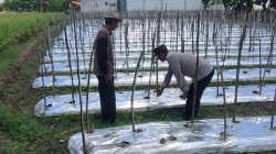 POLSEK SIDAYU MONITORING TANAMAN TOMAT UNTUK MENDUKUNG PROGRAM KETAHANAN PANGAN NASIONA