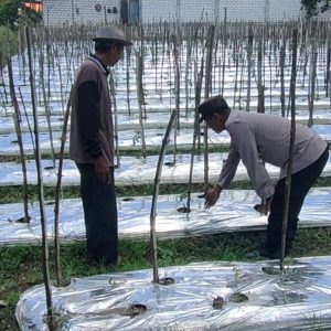 POLSEK SIDAYU MONITORING TANAMAN TOMAT UNTUK MENDUKUNG PROGRAM KETAHANAN PANGAN NASIONA