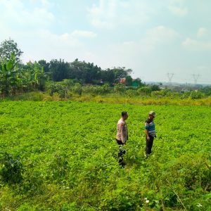 POLRES GRESIK TINDAK LANJUTI ARAHAN PRESIDEN MELALUI PENGECEKAN TANAMAN KANGKUNG DI KEDAMEAN