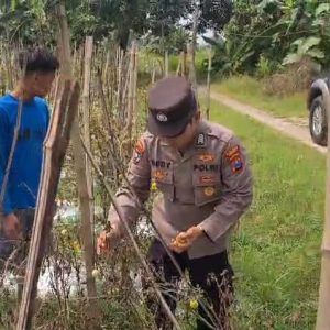 PENGECEKAN TANAMAN TOMAT DI DESA LASEM, KECAMATAN SIDAYU, DALAM RANGKA MENDUKUNG PROGRAM KETAHANAN PANGAN NASIONAL