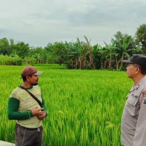 POLRES GRESIK DUKUNG SWASEMBADA PANGAN MELALUI PENGECEKAN TANAMAN PADI DI KECAMATAN BUNGAH
