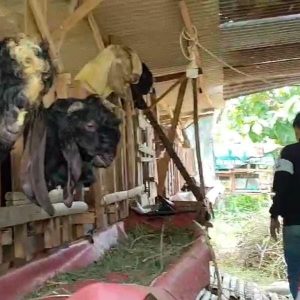 Polsek Benjeng Lakukan Monitoring Peternakan Kambing sebagai Wujud Dukungan Ketahanan Pangan Nasional