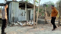 POLRES GRESIK PERKUAT KETAHANAN PANGAN MELALUI MONITORING PETERNAKAN BEBEK DI PAN CENG