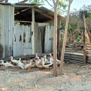 POLRES GRESIK PERKUAT KETAHANAN PANGAN MELALUI MONITORING PETERNAKAN BEBEK DI PAN CENG