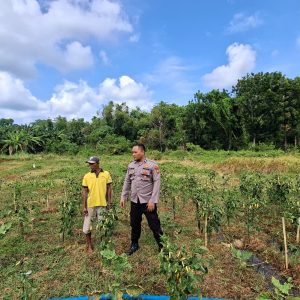 Kapolsek Sangkapura Cek Tanaman Cabai di Desa Lebak, Dukung Program Ketahanan Pangan Nasional