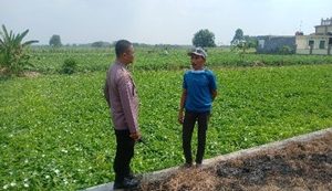 Dukung Asta Cita Presiden, Polsek Balongpanggang Pantau Tanaman Kangkung di Gresik