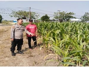 Dukung Swasembada Pangan, Polsek Benjeng Polres Gresik Cek Perkembangan Tanaman Jagung di Desa Munggugianti