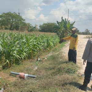 Pengecekan Tanaman Jagung di Desa Wadeng