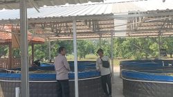 Polres Gresik Dorong Ketahanan Pangan Melalui Pengecekan Budidaya Ikan Lele