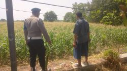 Polsek Balongpanggang Cek Tanaman Jagung di Kedungsumber Dukung Ketahanan Pangan Nasional