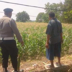 Polsek Balongpanggang Cek Tanaman Jagung di Kedungsumber Dukung Ketahanan Pangan Nasional