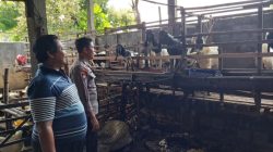 Pengecekan Ternak Kambing di Desa Bungah Dukung Program Ketahanan Pangan