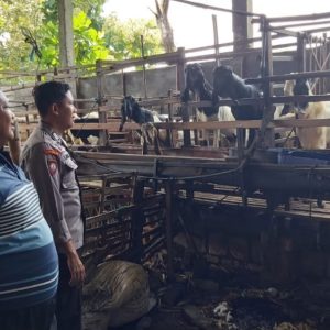 Pengecekan Ternak Kambing di Desa Bungah Dukung Program Ketahanan Pangan