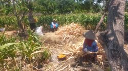 Polsek Manyar Cek Tanaman Jagung di Desa Pongangan Dukung Ketahanan Pangan