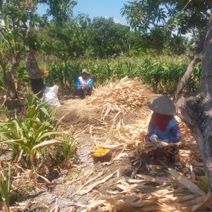 Polsek Manyar Cek Tanaman Jagung di Desa Pongangan Dukung Ketahanan Pangan