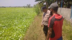 Pengecekan Tanaman Kangkung di Desa Karangsemanding Dukung Ketahanan Pangan