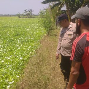 Pengecekan Tanaman Kangkung di Desa Karangsemanding Dukung Ketahanan Pangan