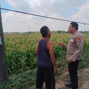 Polsek Benjeng Cek Tanaman Jagung, Dukung Program Ketahanan Pangan