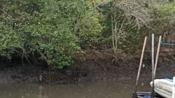 Jaga Ekosistem Kawasan Pesisir, BLDF Libatkan Generasi Muda Tanam 5.000 Bibit Mangrove di Bali