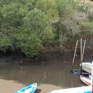 Jaga Ekosistem Kawasan Pesisir, BLDF Libatkan Generasi Muda Tanam 5.000 Bibit Mangrove di Bali