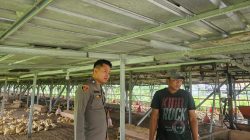 Polsek Cerme Cek Ternak Ayam, Dukung Program Ketahanan Pangan