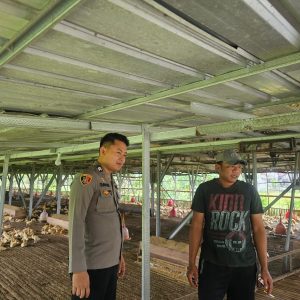 Polsek Cerme Cek Ternak Ayam, Dukung Program Ketahanan Pangan