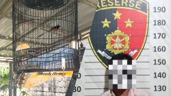 Polsek Cerme Ungkap Pencurian Burung Murai Batu, Pelaku Diduga Beraksi di 4 TKP