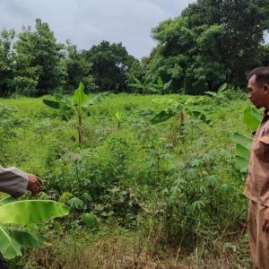 Polsek Bungah Cek Tanaman Pisang dan Singkong, Dukung Program Ketahanan Pangan