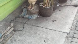 Anak Kecil Terluka Diserang Ayam Jantan di Kedinding Tengah Surabaya, Warga Imbau Orang Tua Lebih Waspada