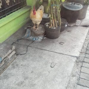 Anak Kecil Terluka Diserang Ayam Jantan di Kedinding Tengah Surabaya, Warga Imbau Orang Tua Lebih Waspada